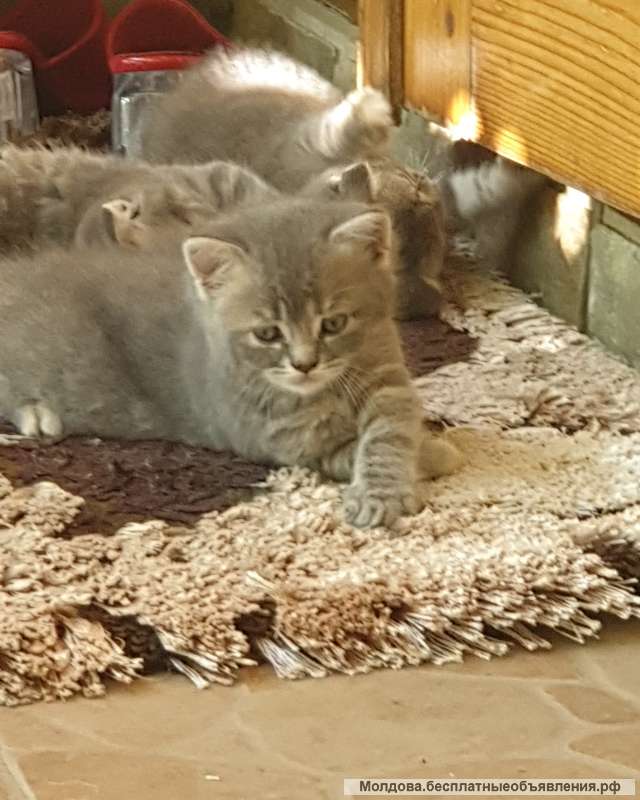 Мальчик мраморный британец