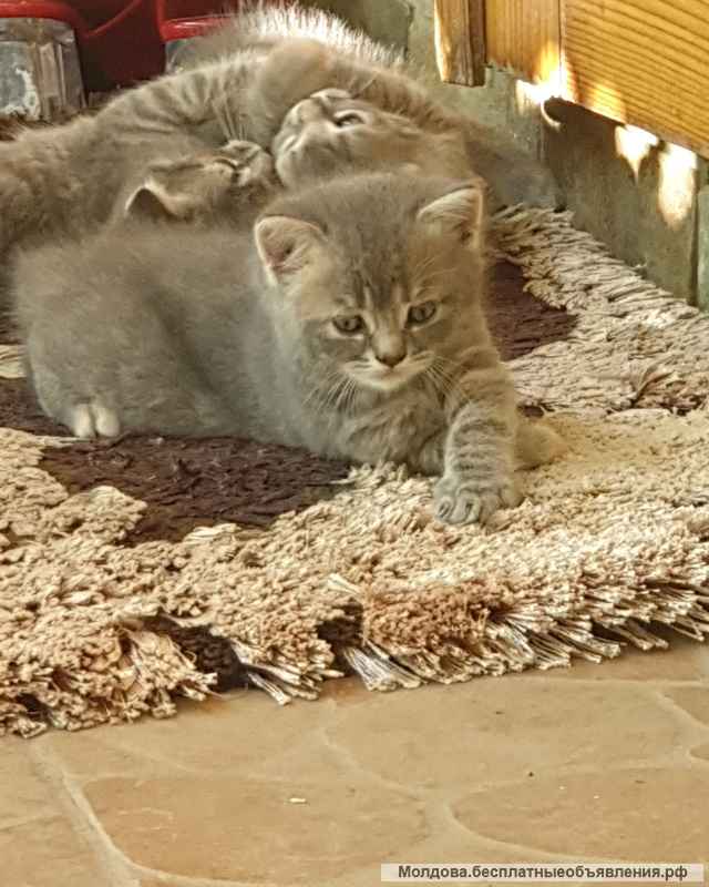 Мальчик мраморный британец