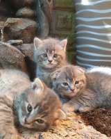 Мальчик мраморный британец