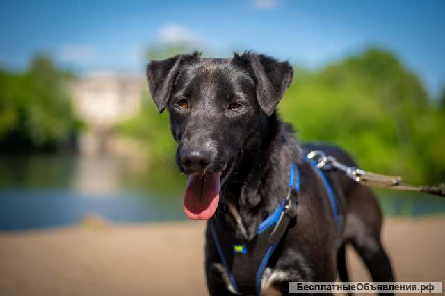 Очаровательная миниатюрная Дея в добрые руки