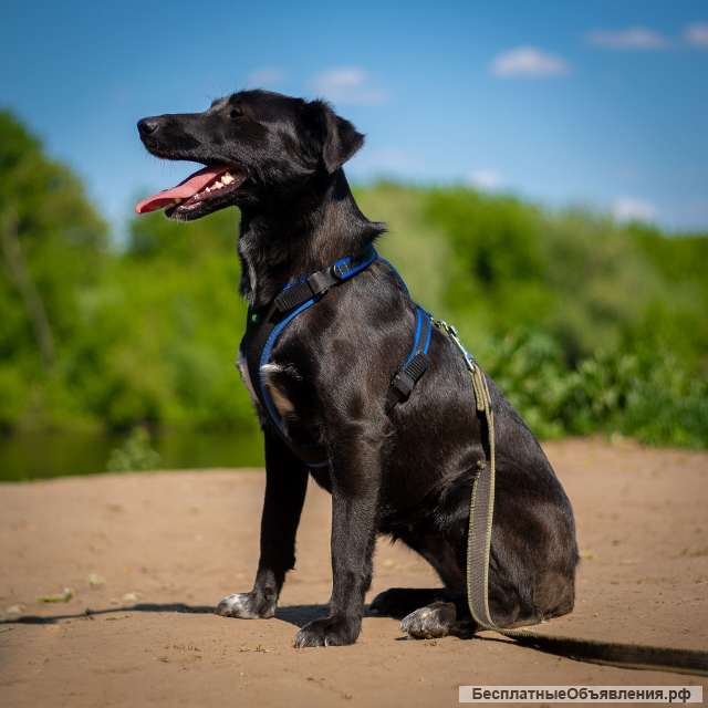 Очаровательная миниатюрная Дея в добрые руки