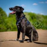 Очаровательная миниатюрная Дея в добрые руки