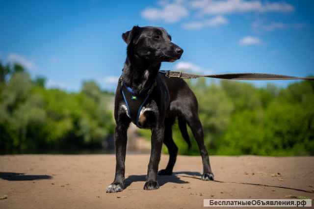 Очаровательная миниатюрная Дея в добрые руки