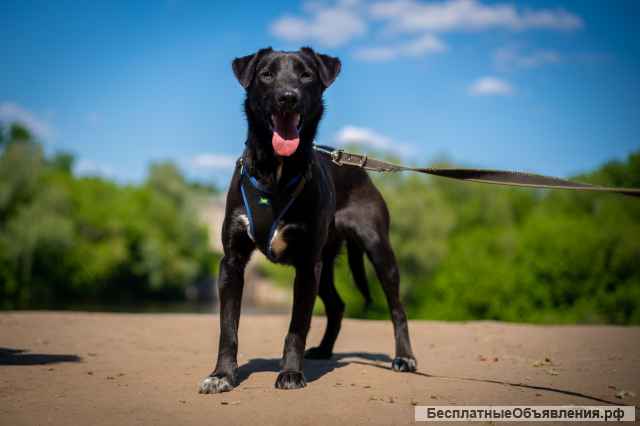 Очаровательная миниатюрная Дея в добрые руки