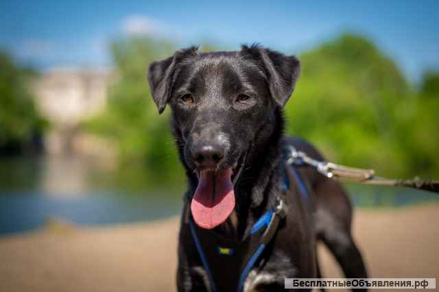 Очаровательная миниатюрная Дея в добрые руки