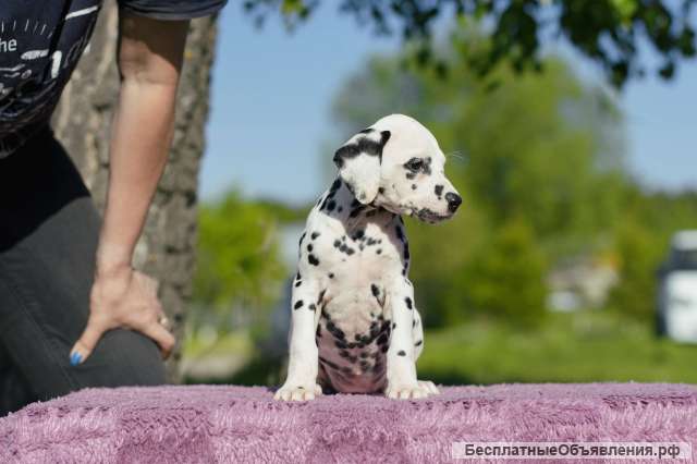 Далматин. Породные. Те самые из фильма. Не "долматинцы" -а именно " ДАЛМАТИН "