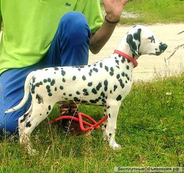 Далматин. Породные. Те самые из фильма. Не "долматинцы" -а именно " ДАЛМАТИН "