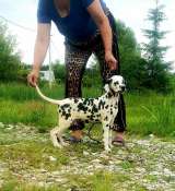 Далматин. Породные. Те самые из фильма. Не "долматинцы" -а именно " ДАЛМАТИН "