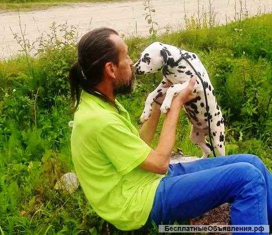 Далматин. Породные. Те самые из фильма. Не "долматинцы" -а именно " ДАЛМАТИН "