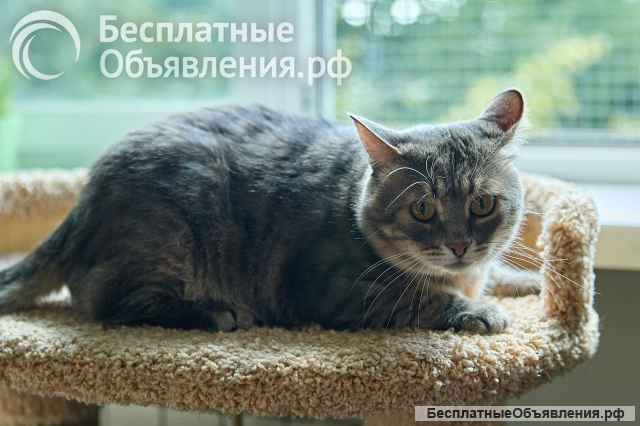 Котик Луня в добрые руки
