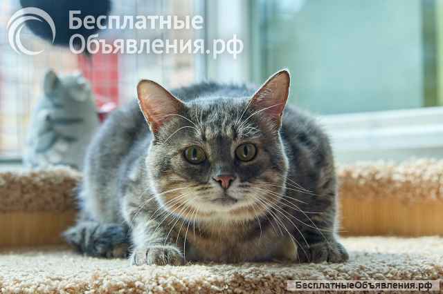 Котик Луня в добрые руки