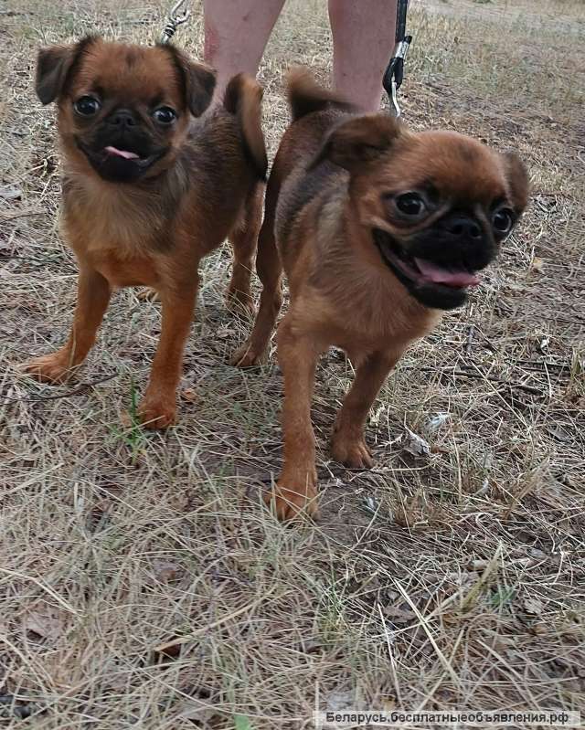 Щенки Пти Брабансон 4 мес