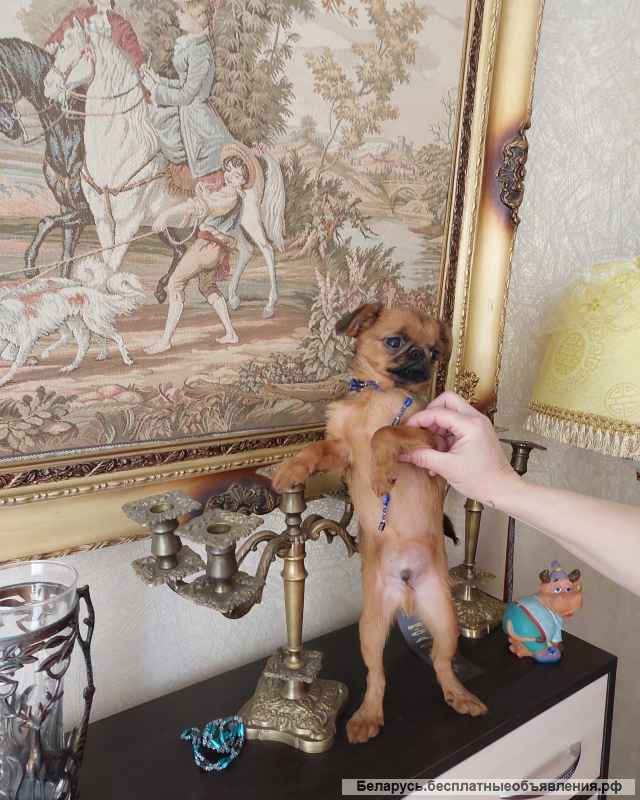 Щенки Пти Брабансон 4 мес