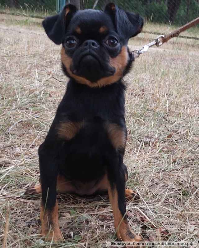 Щенки Пти Брабансон 4 мес