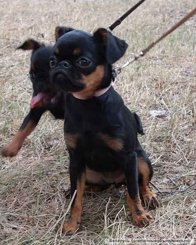 Щенки Пти Брабансон 4 мес