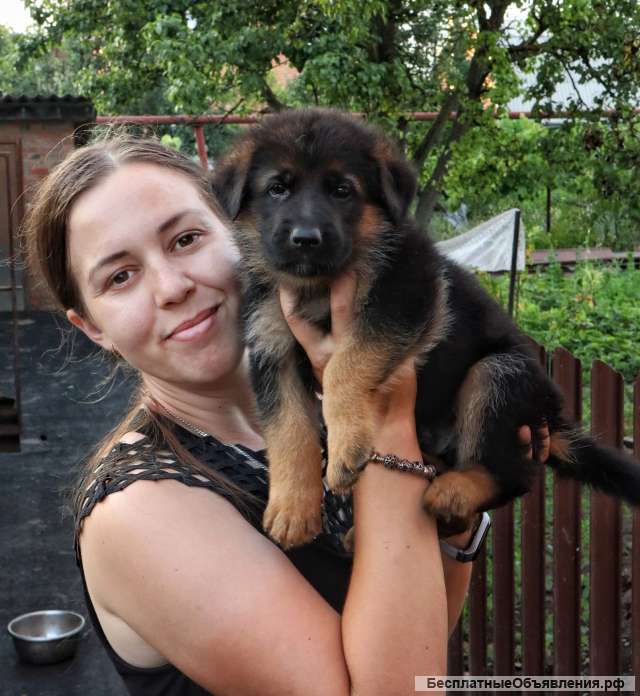 Щенки немецкой овчарки с документами РКФ