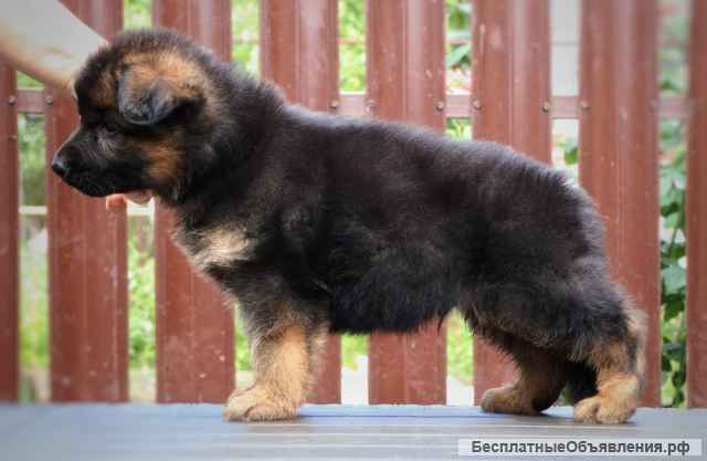 Щенки немецкой овчарки с документами РКФ