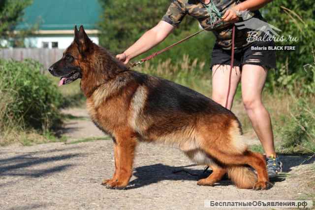 Щенки немецкой овчарки с документами РКФ