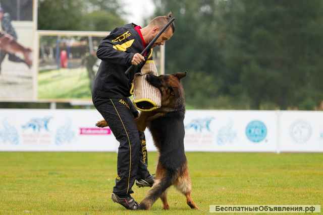 Щенки немецкой овчарки с документами РКФ