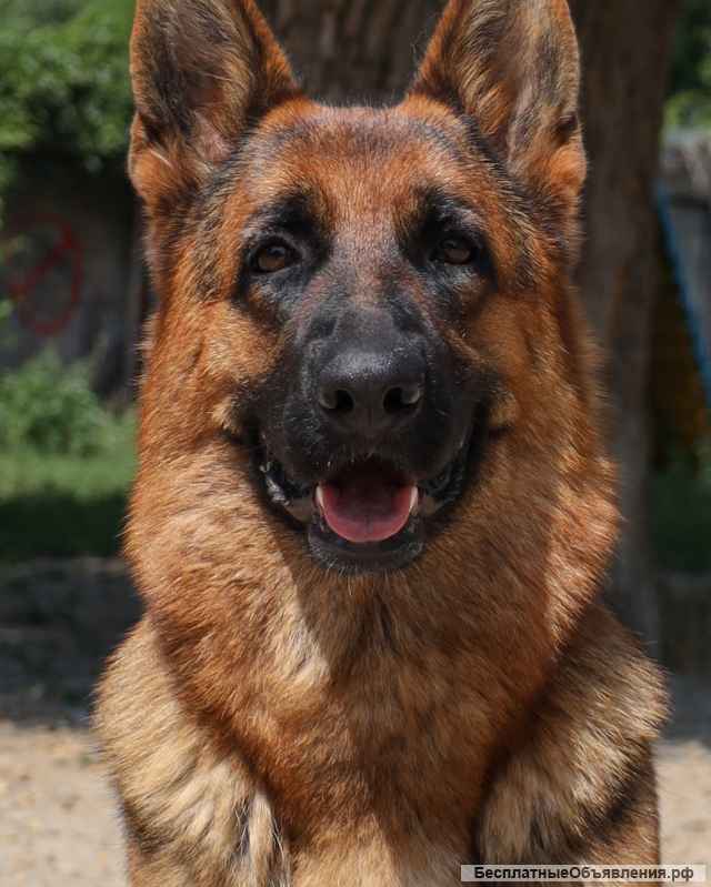 Щенки немецкой овчарки с документами РКФ