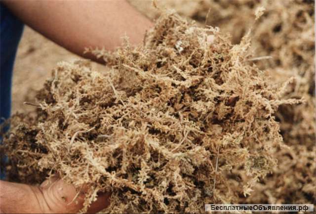 Мох сфагнум