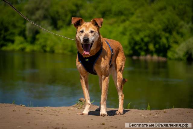 Солнечный Рыжик из приюта в добрые руки