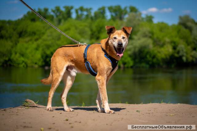 Солнечный Рыжик из приюта в добрые руки