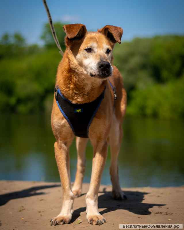 Солнечный Рыжик из приюта в добрые руки