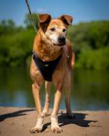 Солнечный Рыжик из приюта в добрые руки