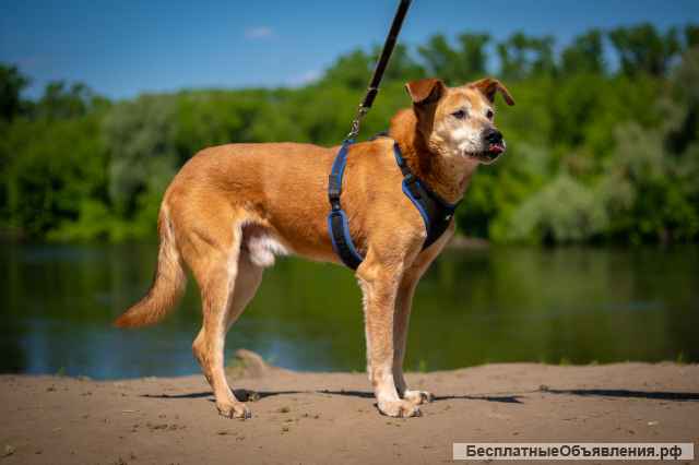 Солнечный Рыжик из приюта в добрые руки