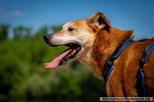 Солнечный Рыжик из приюта в добрые руки