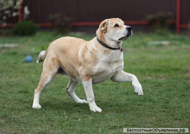Красавица Алабай Мира в добрые руки