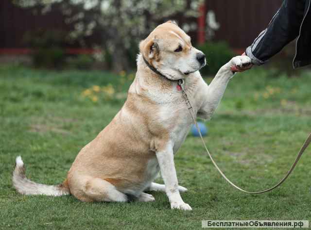 Красавица Алабай Мира в добрые руки