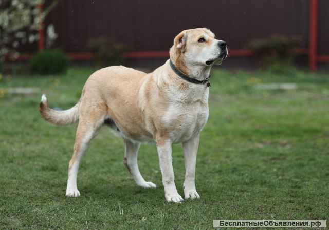 Красавица Алабай Мира в добрые руки