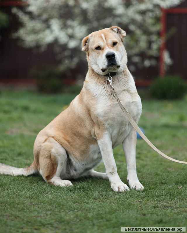 Красавица Алабай Мира в добрые руки