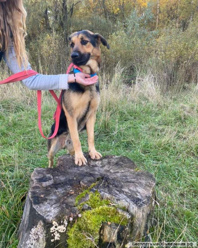 Метис овчарки классный парень ищет дом