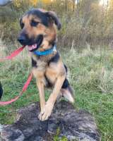 Метис овчарки классный парень ищет дом