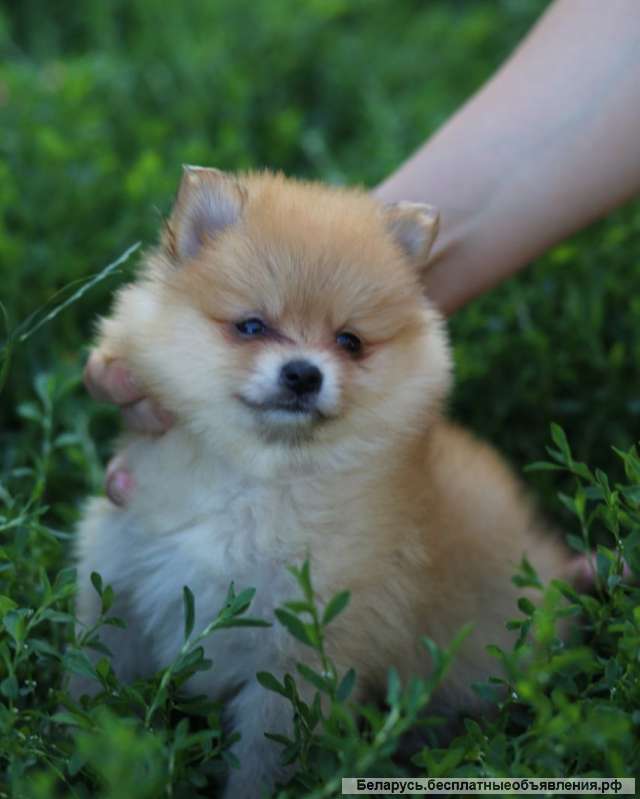 Ваш друг шпиц на долгие годы