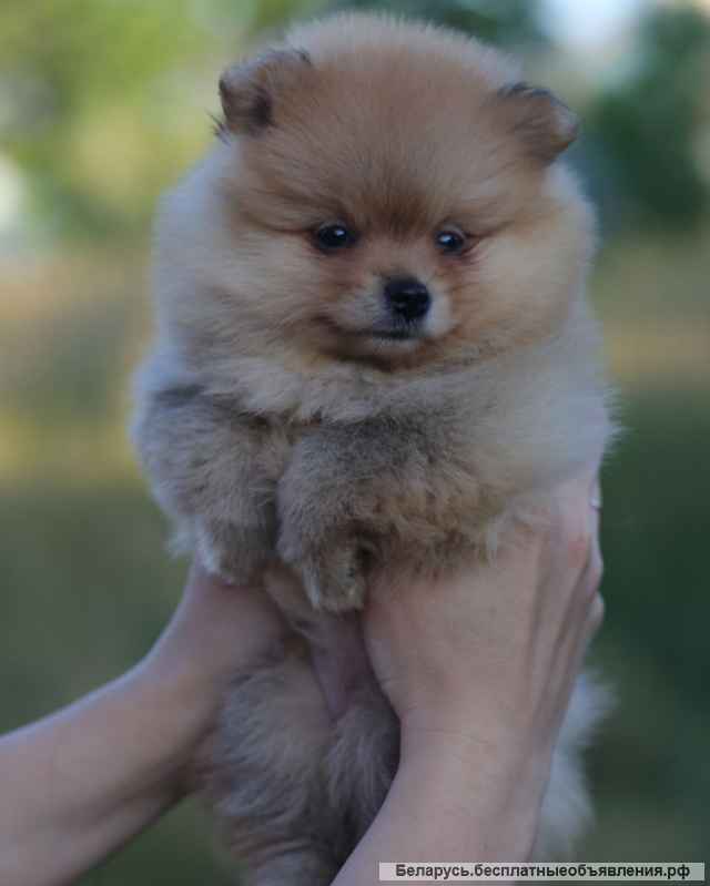 Ваш друг шпиц на долгие годы