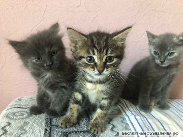 Восхитительные крошечные котята в добрые руки