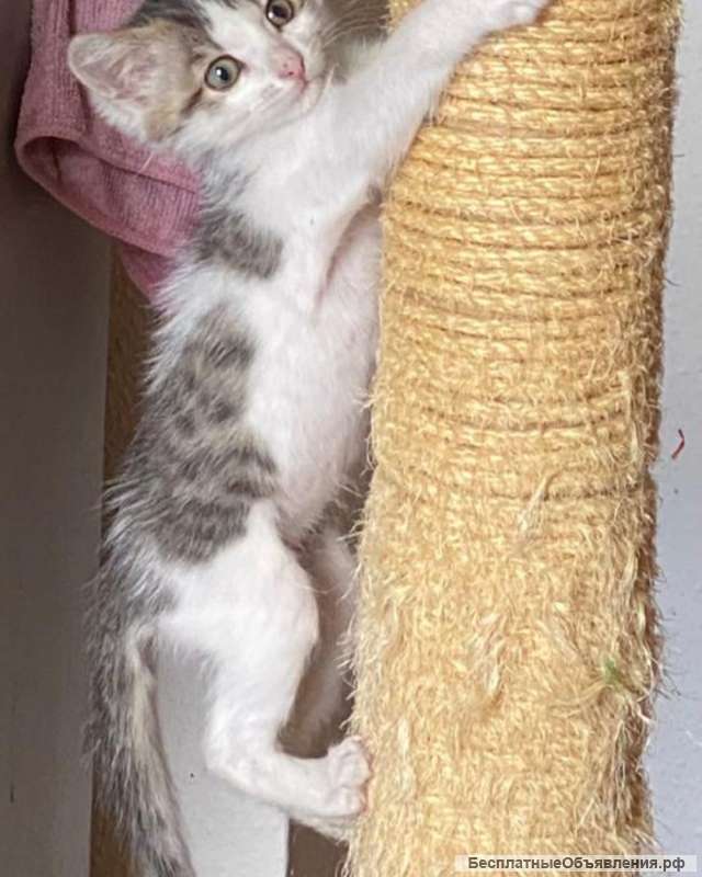 Отдам даром очень ласкового котенка