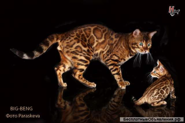 Бенгальские котята девочка 3 месяца