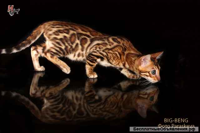 Бенгальские котята девочка 3 месяца
