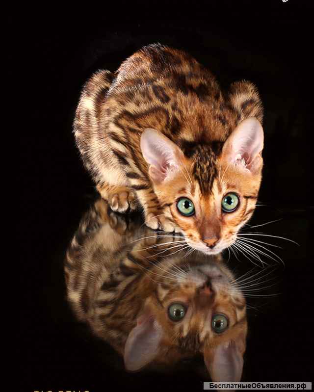 Бенгальские котята девочка 3 месяца
