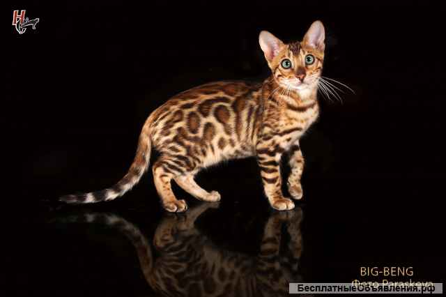 Бенгальские котята девочка 3 месяца