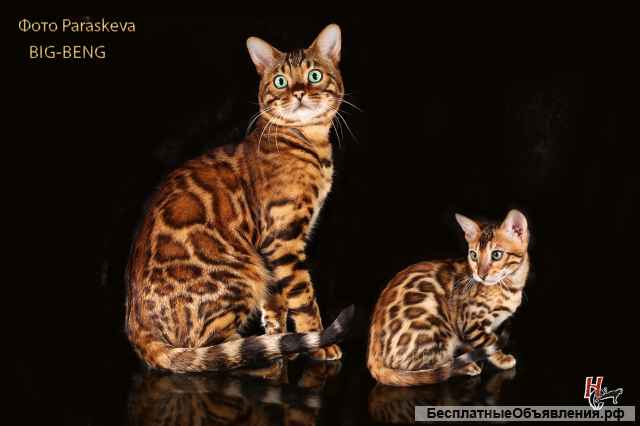 Бенгальские котята девочка 3 месяца