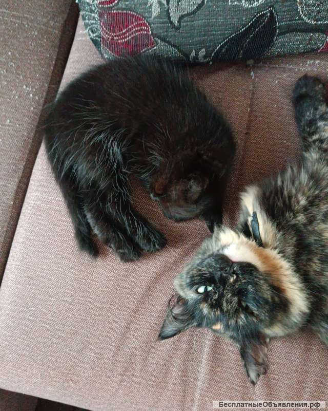 Отдам котят