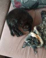 Отдам котят