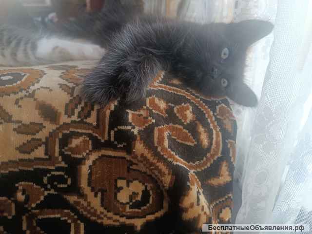 Отдам котят