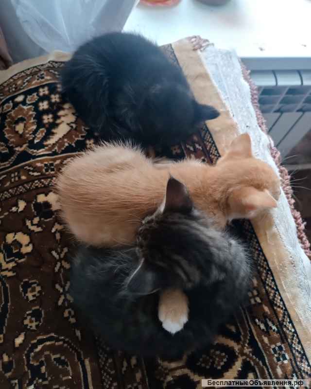 Отдам котят